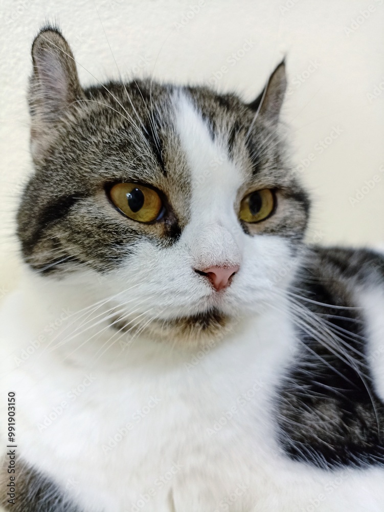 portrait of a cat, closeup face cat. portrait of a cat, closeup face cat.