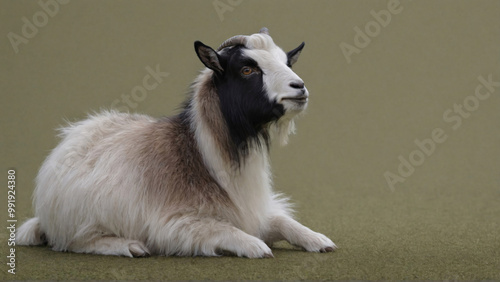 Portrait of a Black and White Domestic Goat Lying Down on Grass with a Calm Expression photo