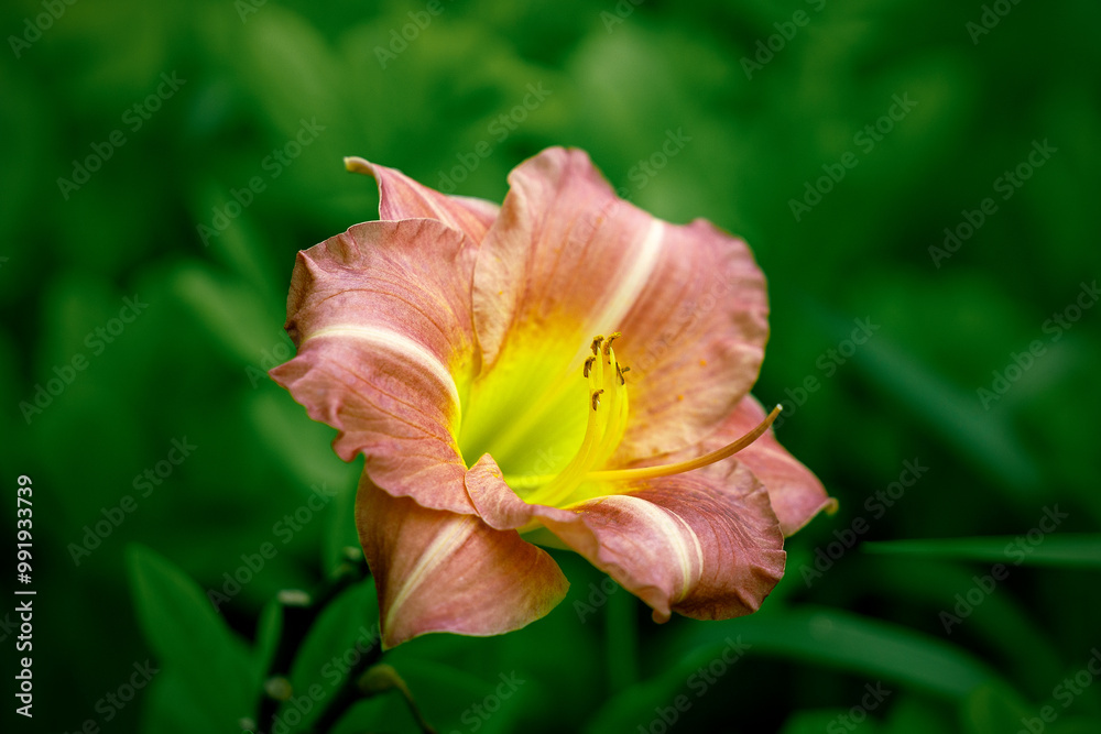 Perennial daylily