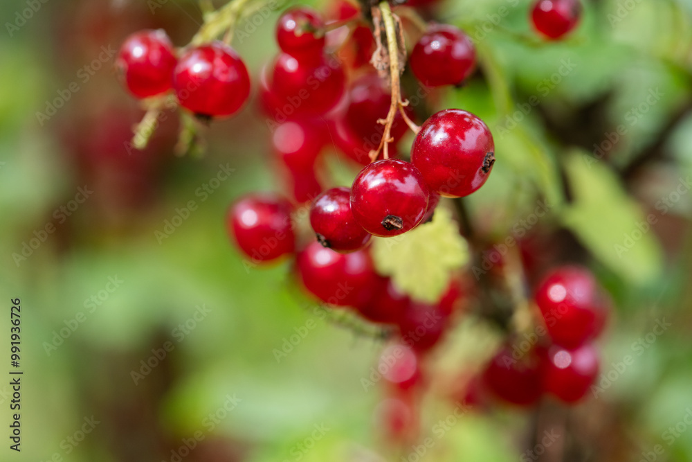Freshly Picked Blueberries Ready for Harvest: Natures Sweet Delight.