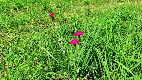 Wallpaper Mural Scarlet flowers growing on the ground which is covered with green grass Torontodigital.ca