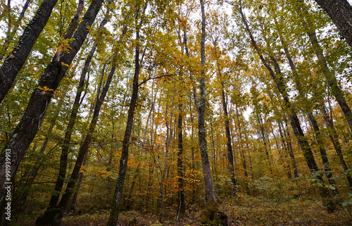 A view from the Igneada Longoz Forests is in Kirklareli, Turkey. photo