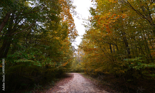 A view from the Igneada Longoz Forests is in Kirklareli, Turkey. photo