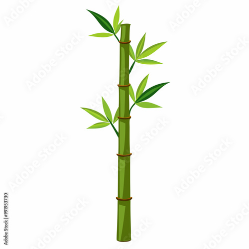 bamboo isolated on white