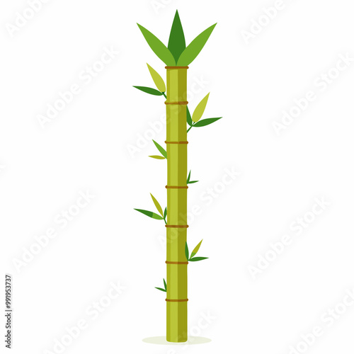 bamboo isolated on white