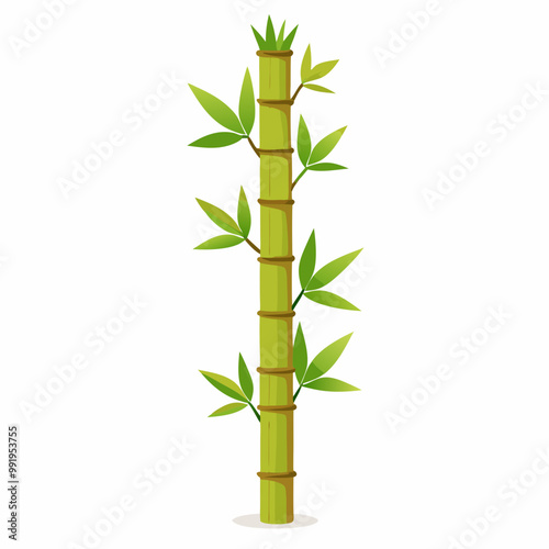 bamboo isolated on white