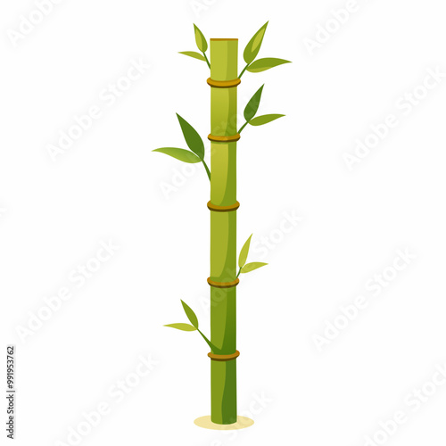 bamboo isolated on white