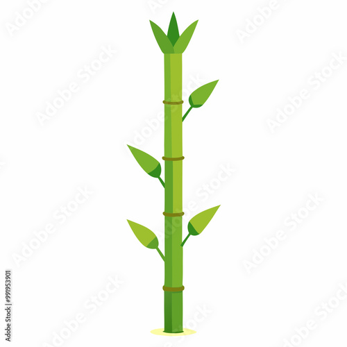 bamboo isolated on white