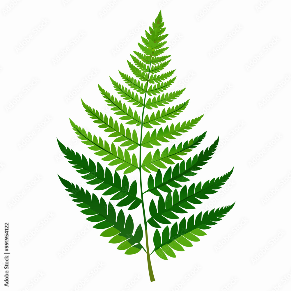 fern leaf isolated on white fern leaf isolated on white