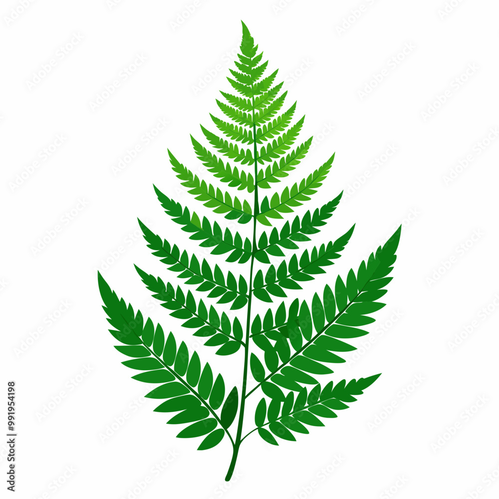 fern leaf isolated on white fern leaf isolated on white