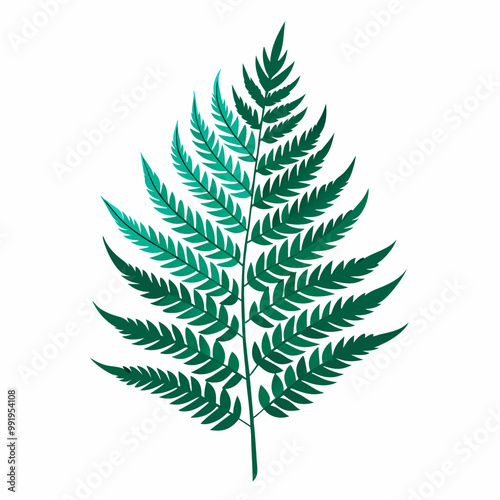 fern leaf isolated on white