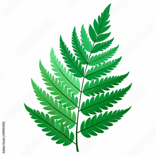 fern leaf isolated on white