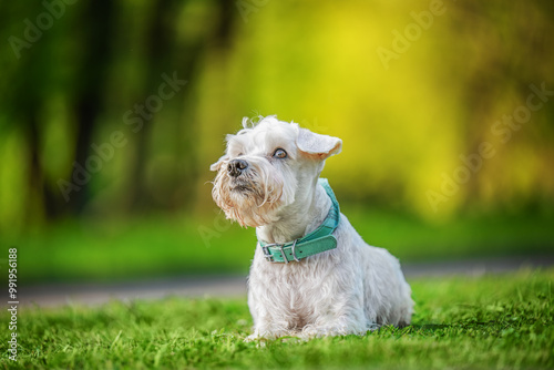 White dog sitting on green grass, spring time. photo