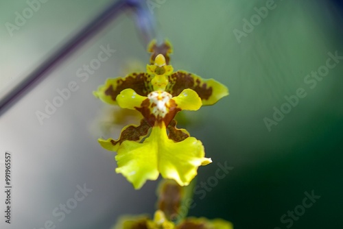 Flower of the orchid Oncidium sphacelatum photo