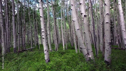 Summer Colorado Rocky Mountains aerial drone Telluride airport Ridgway Last Dollar Road Aspen Trees Groove Forest green Ouray Silverton San Juan Mount Sneffels Wilson Peak gimbal upward slow jib photo