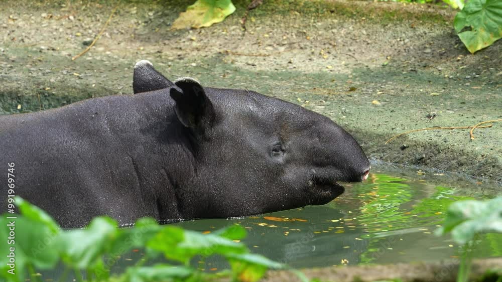 Cute Malayan tapir (tapirus indicus) bathe in the pool, cooling off from the heat, stick its tongue out and drinking water, close up shot of wildlife conservation of an endangered species. Cute Malayan tapir (tapirus indicus) bathe in the pool, cooling off from the heat, stick its tongue out and drinking water, close up shot of wildlife conservation of an endangered species.