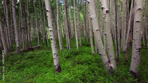 Aspen Trees Groove Forest green summer Colorado Rocky Mountains aerial drone Telluride airport Ridgway Last Dollar Road Ouray Silverton San Juan Mount Sneffels Wilson Peak gimbal smooth forward motion photo