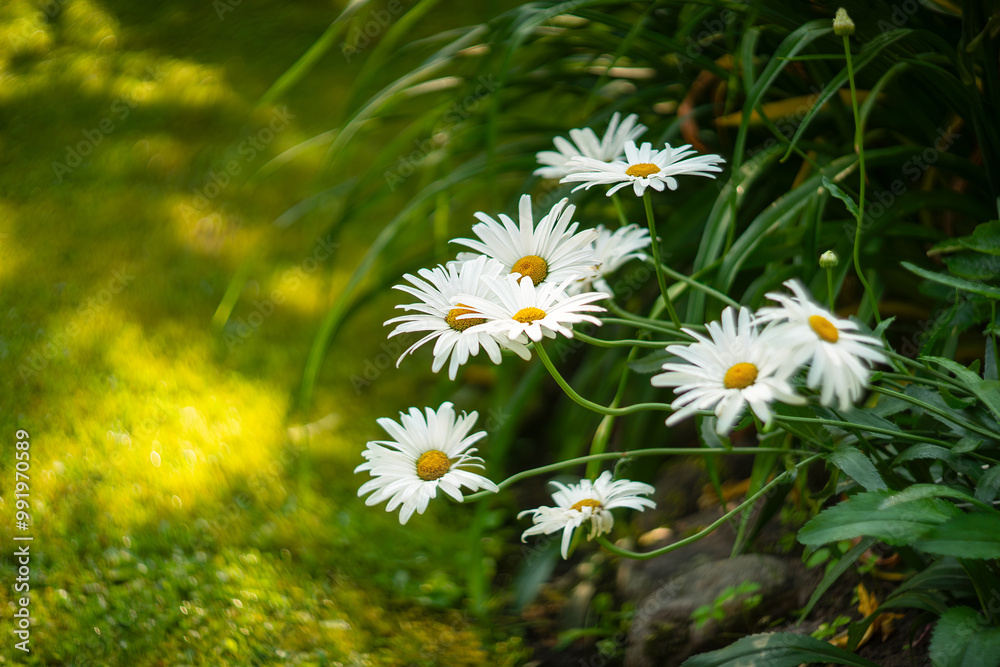 White garden daisies on the lawn.Summer flowers.The field is ordinary. White garden daisies on the lawn.Summer flowers.The field is ordinary.