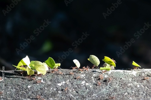 Leafcutter ants, Atta cephalotes, carrying leaf segments photo