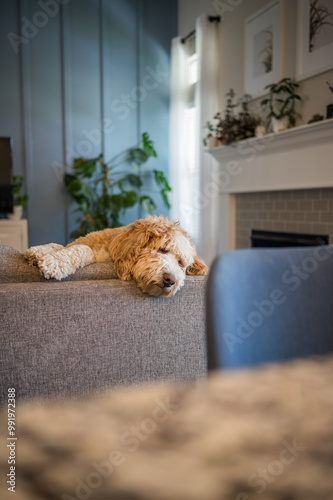 A fluffy dog rests on the back of a couch in a cozy living room. photo