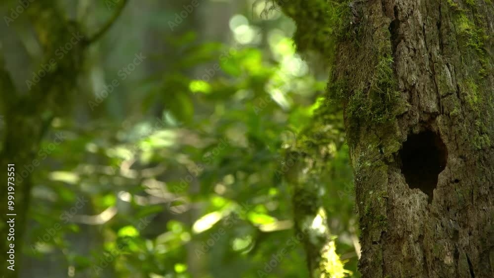 Witness the elusive Quetzal’s vibrant plumage in its lush forest habitat. Witness the elusive Quetzal’s vibrant plumage in its lush forest habitat.