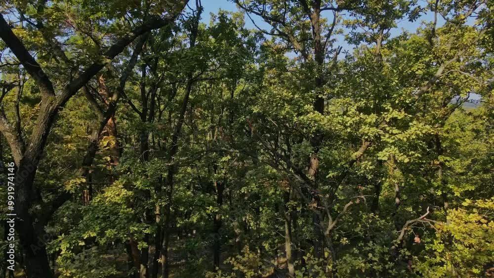 aerial view of a green forest with blue sky aerial view of a green forest with blue sky