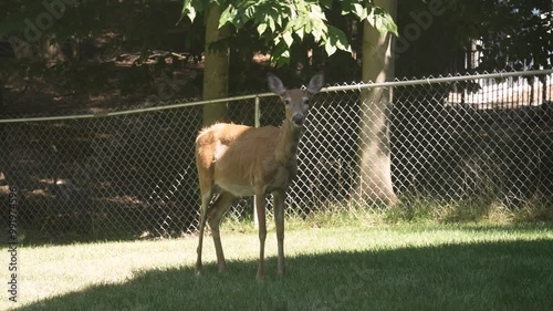 A tranquil whitetail doe grazing in a yard. photo