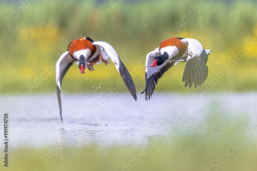 Common Shellduch males fighting over territory photo