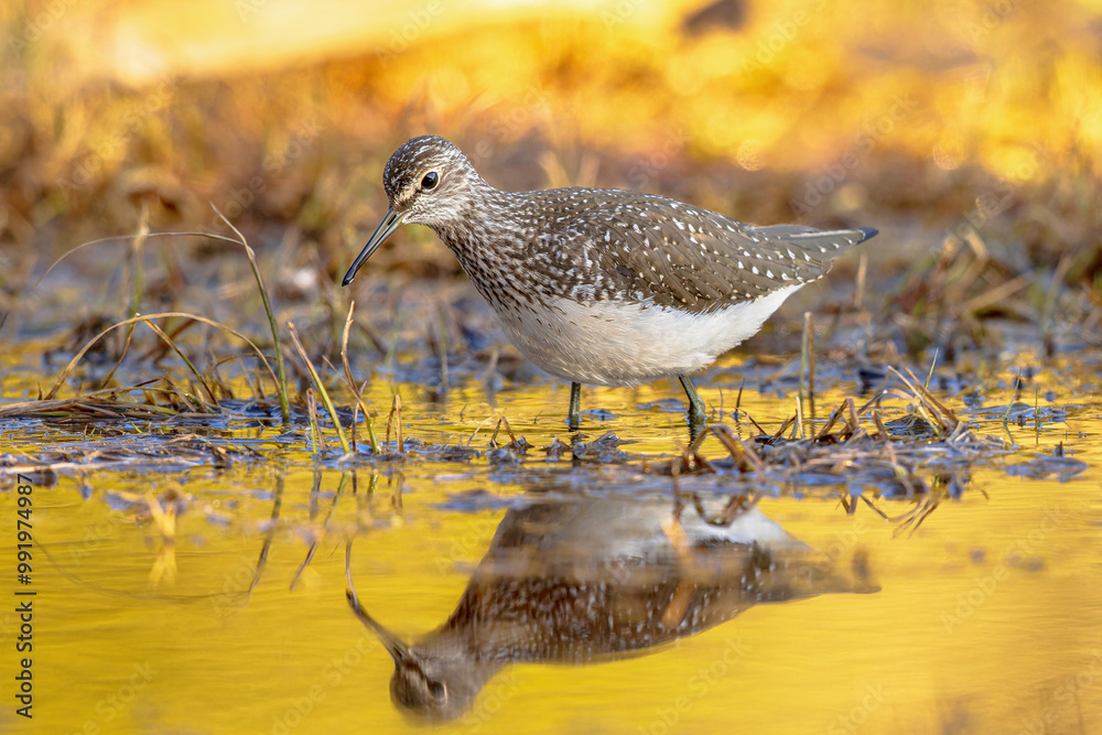 Green sandpiper wading in water at sunset Green sandpiper wading in water at sunset