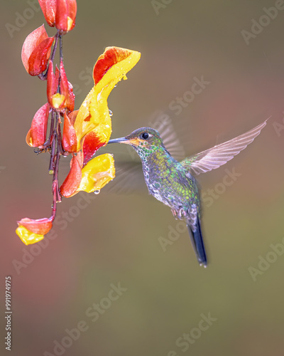 Green crowned brilliant hummingbird photo