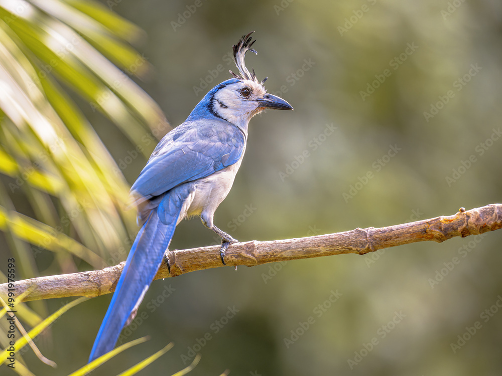 White throated magpie jay on branch White throated magpie jay on branch