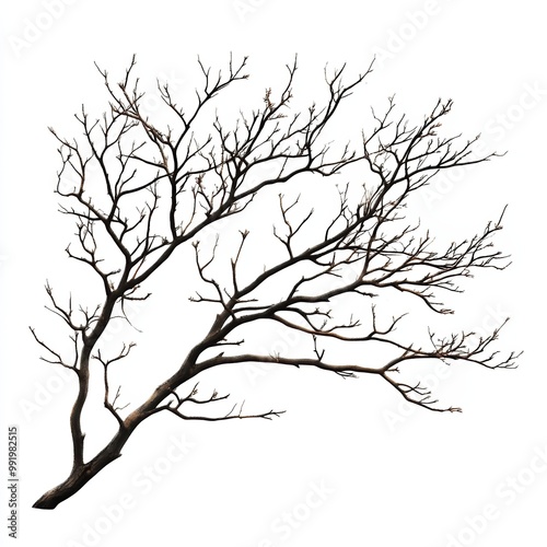 Branch with no leaves, white isolate background.