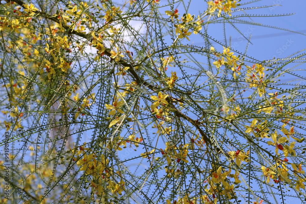 Obraz premium A branch of a tall tree against the blue sky.