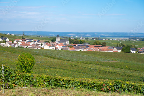 Harvest time on green grand cru vineyards near Oger and Mesnil-sur-Oger, region Champagne, France. Cultivation of white chardonnay wine grape, chalky soils of Cote des Blancs photo