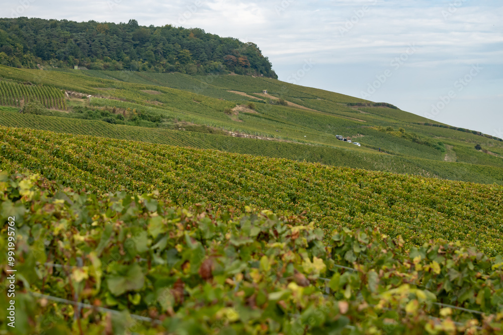 Harvest time on green grand cru vineyards near Oger and Mesnil-sur-Oger, region Champagne, France. Cultivation of white chardonnay wine grape, chalky soils of Cote des Blancs Harvest time on green grand cru vineyards near Oger and Mesnil-sur-Oger, region Champagne, France. Cultivation of white chardonnay wine grape, chalky soils of Cote des Blancs