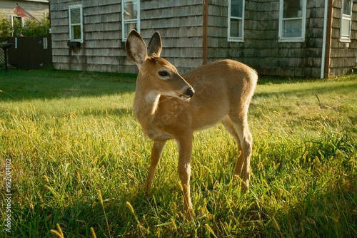 Obraz na płótnie A deer in Ocean Beach, on Fire Island, New York w salonie