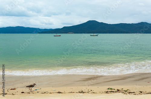 pássaro quero-quero na praia do forte jurere internacional Florianopolis Santa Catarina Brasil photo