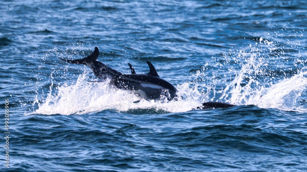 Fototapeta premium Bar Harbor, Maine USA