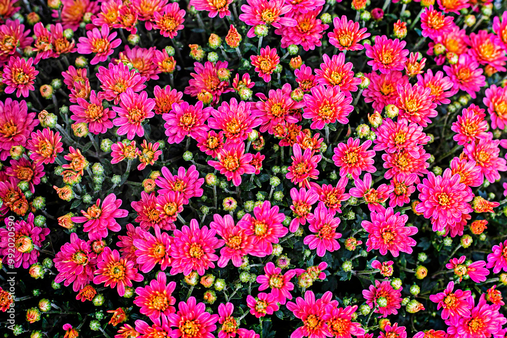 background of soft purple small chrysanthemums. Autumn and All Saints' Day Halloween background of soft purple small chrysanthemums. Autumn and All Saints' Day Halloween