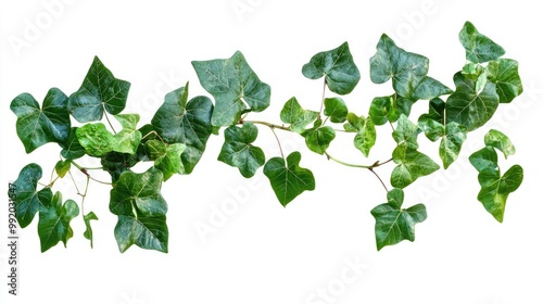 A Branch of Green Ivy with Detailed Leaf Veins Isolated on a White Background photo