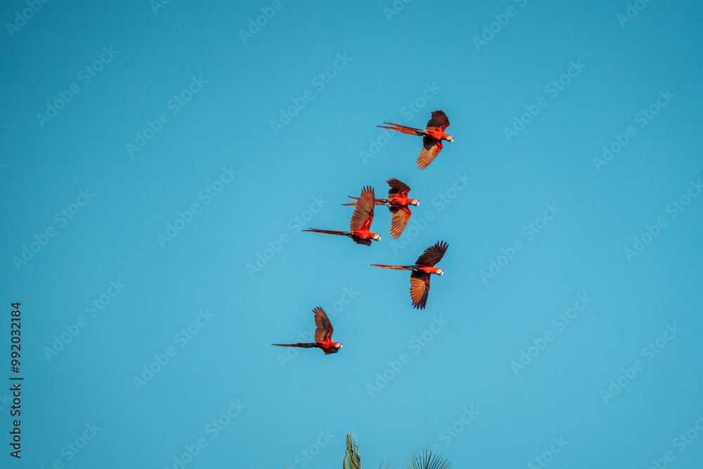 flock of scarlet macaw birds fly flying group parrot flock of scarlet macaw birds fly flying group parrot