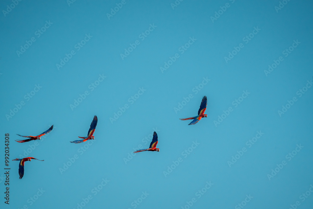 Obraz premium flock of scarlet macaw birds fly flying group parrot 