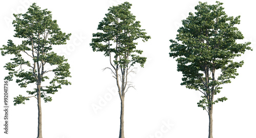 Set of Tilia x europaea (known as the European lime, common lime, common linden) frontal set street trees isolated png in sunny daylight on a transparent background perfectly cutout