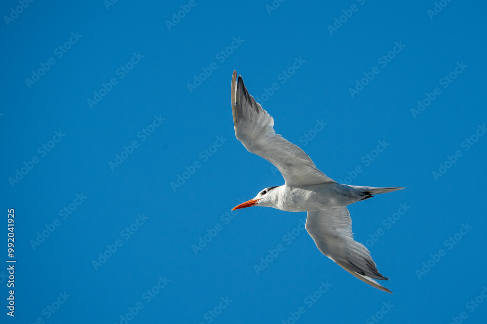 Obraz premium seagull in the sky