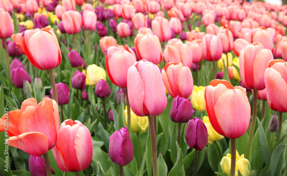 Beautiful bouquet of tulips in the garden Beautiful bouquet of tulips in the garden