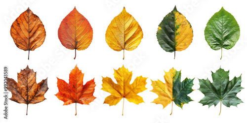 Vibrant Collection of Autumn Leaves in Green, Yellow, Orange, and Brown on Transparent Background: Perfect for Seasonal Design, Creative Projects, and Nature-Inspired Art – Capture Fall's Beauty.