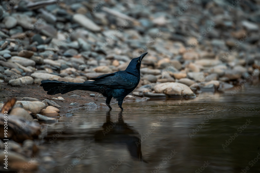 Fototapeta premium great tailed grackle black bird in Costa Rica 