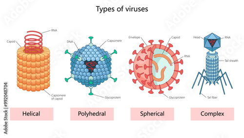 various virus types helical, polyhedral, spherical, and complex with labeled components like capsid, RNA, and diagram hand drawn schematic vector illustration. Medical science educational illustration