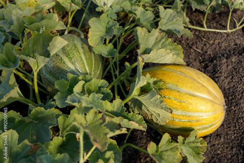ripe yellow melon ripens in the summer sun on the ground