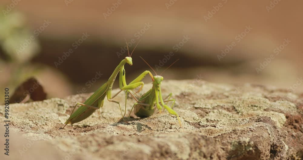 Two European mantises (Mantis religiosa) resting on a large rock, their antennae swaying in the wind Two European mantises (Mantis religiosa) resting on a large rock, their antennae swaying in the wind
